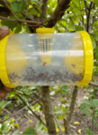 Easy Fruit Fly Trap