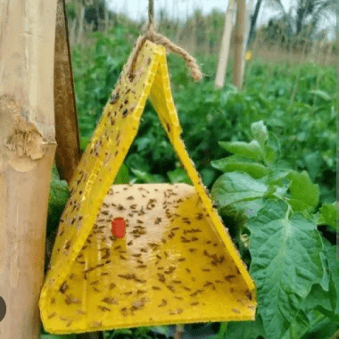 Pheromone Traps